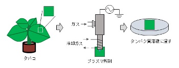 タバコ葉へのタンパク質導入手順.jpg