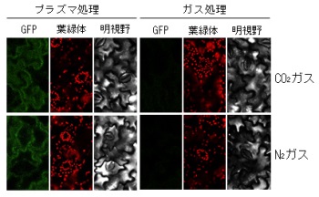 タバコ葉内に導入されたsGFP-CyaAタンパク質の共焦点顕微鏡写真.jpg